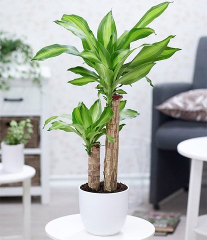 Cách Trồng Hoa Thược Dược Lùn Đúng Kỹ Thuật Cho Người Mới Cách Trồng Hoa Thược Dược Lùn Đúng Kỹ Thuật Cho Người Mới