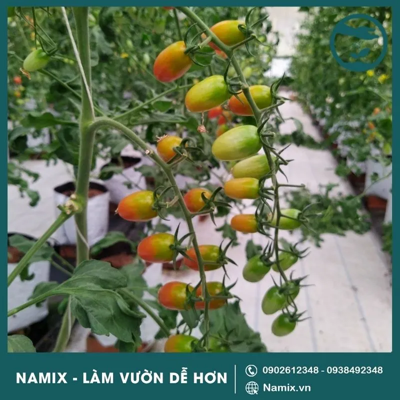 Cà Chua Bi F1 PN 99 phổ biến với màu đỏ bóng đẹp