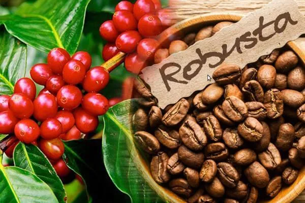 Cà phê Robusta đang ra quả chuẩn bị thu hoạch, khoảng cách trồng cà phê Robusta