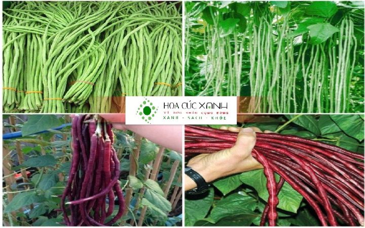 Cách Trồng Dưa Hấu Trên Sân Thượng Từ A Đến Z Cho Năng Suất Cao Cách Trồng Dưa Hấu Trên Sân Thượng Từ A Đến Z Cho Năng Suất Cao