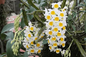 Cận cảnh chùm hoa lan Kiều vàng rực rỡ và các giống lan phổ biến