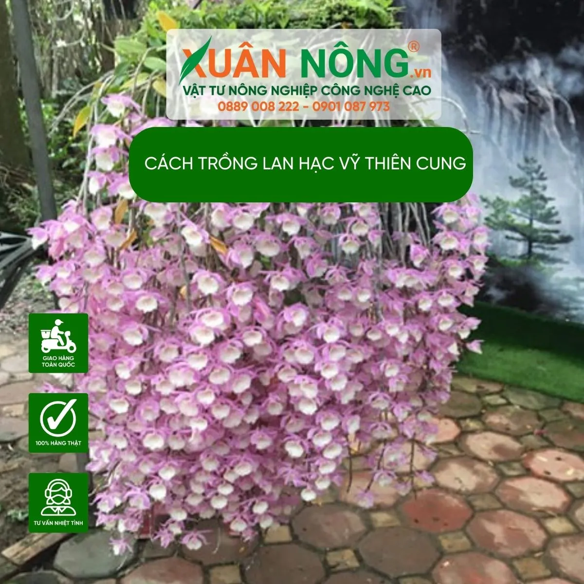 Lan Hạc Vỹ Thiên Cung Vanda nhiều màu sắc