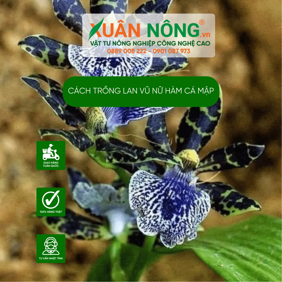 Lan Vũ Nữ Hàm Cá Mập: Đặc Điểm Cây và Hoa