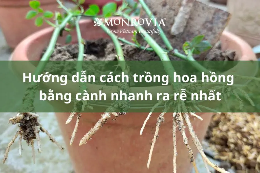 Hướng dẫn chi tiết trồng và nhân giống hoa ly, thay thế cách trồng hoa ly bằng cành không hiệu quả