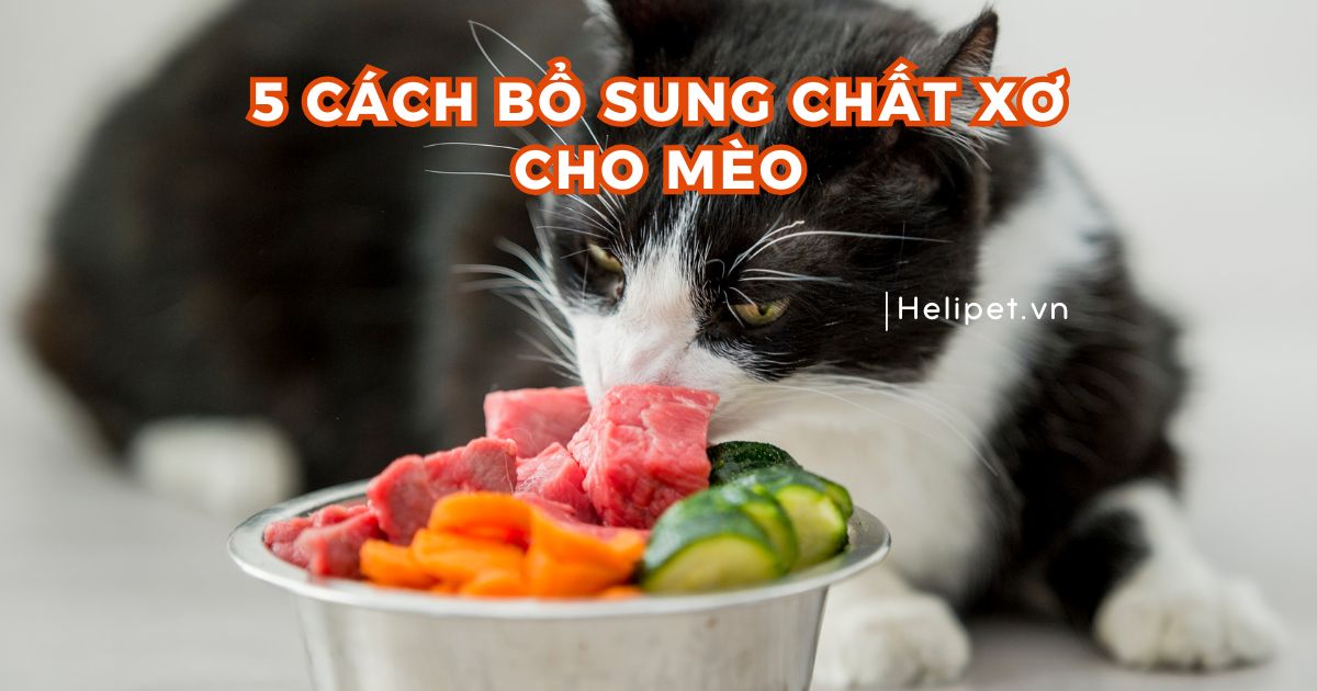 Cách Trồng Hạt Giống Cỏ Mèo: Hướng Dẫn Chi Tiết Để Mèo Cưng Khỏe Mạnh