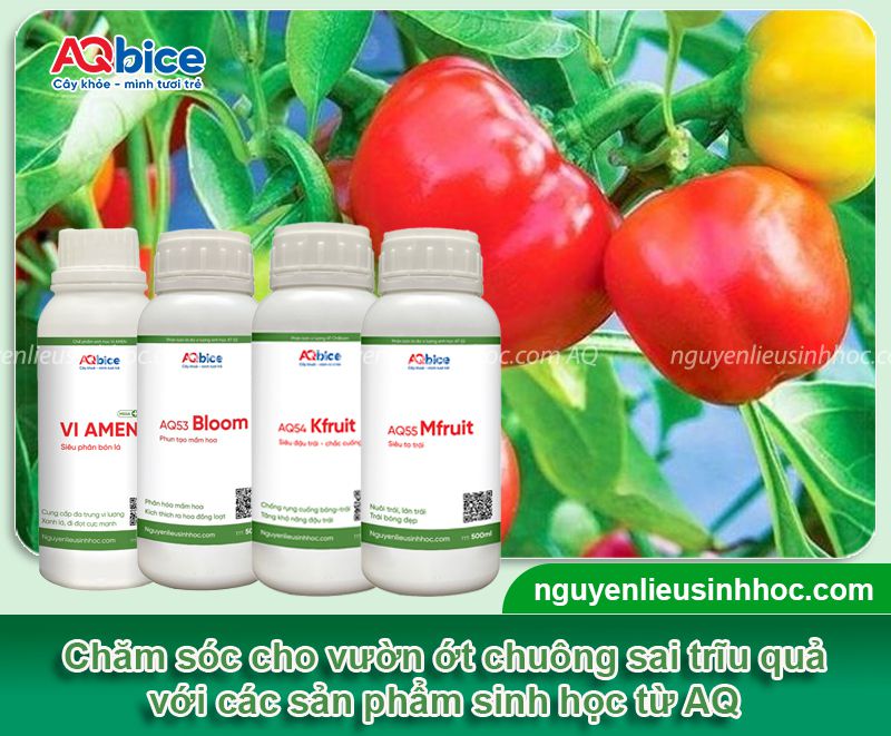 Cách Trồng Ớt Chuông Từ Hạt: Hướng Dẫn Chuyên Sâu Đạt Năng Suất Cao Cách Trồng Ớt Chuông Từ Hạt: Hướng Dẫn Chuyên Sâu Đạt Năng Suất Cao