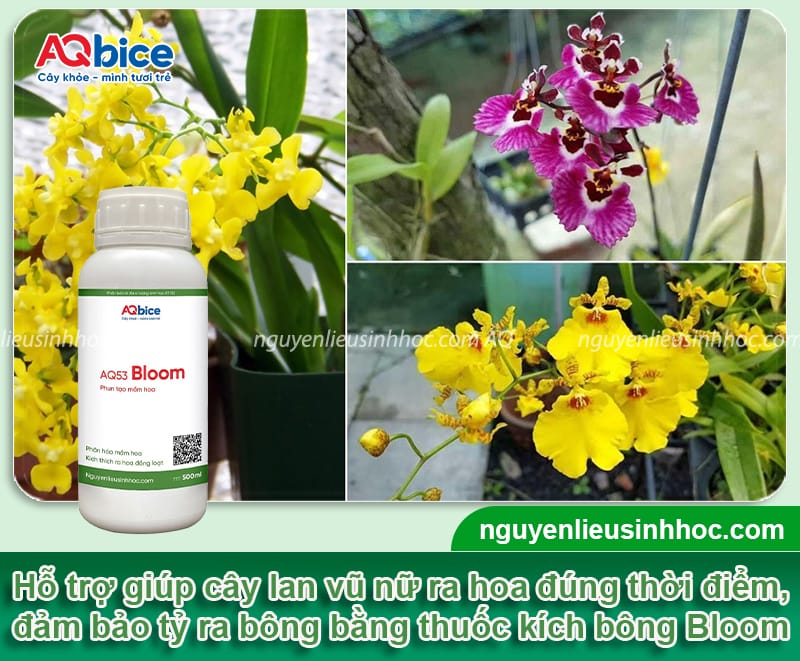 Cách Trồng Lan Vũ Nữ Ra Hoa: Hướng Dẫn Kích Thích Ra Hoa Chuẩn Kỹ Thuật tại Việt Nam Cách Trồng Lan Vũ Nữ Ra Hoa: Hướng Dẫn Kích Thích Ra Hoa Chuẩn Kỹ Thuật tại Việt Nam