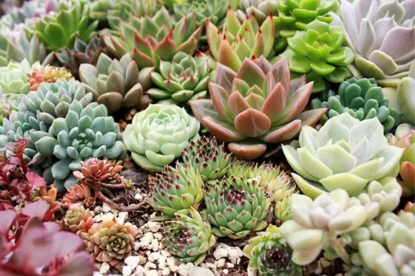 Lựa chọn sen đá khỏe mạnh với lá căng mọng để trồng sen đá đúng cách