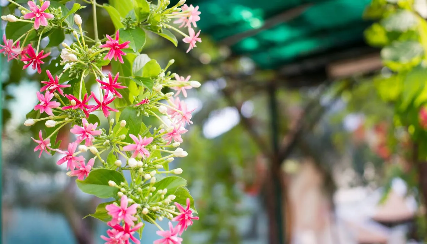 Cách Trồng Và Chăm Sóc Hoa Sử Quân Tử Toàn Diện Từ A Đến Z Cách chăm sóc sử quân tử