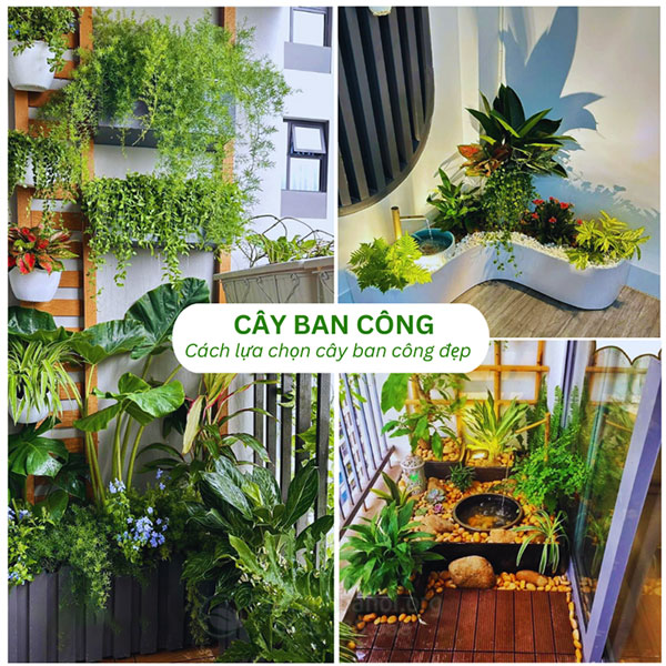 Cách Trồng Hoa Ban Công Đẹp Toàn Diện: Lựa Chọn, Kỹ Thuật Và Chăm Sóc Cách Trồng Hoa Ban Công Đẹp Toàn Diện: Lựa Chọn, Kỹ Thuật Và Chăm Sóc