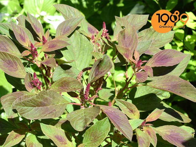 Hướng Dẫn Cách Làm Đất Trồng Rau Dền Chuẩn Chuyên Gia Tại Nhà Hướng Dẫn Cách Làm Đất Trồng Rau Dền Chuẩn Chuyên Gia Tại Nhà