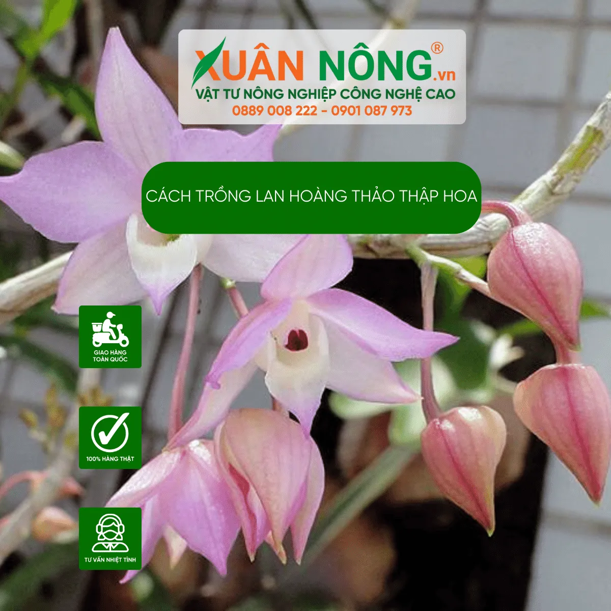 Nhận biết lan Hoàng thảo Thập hoa qua thân và lá