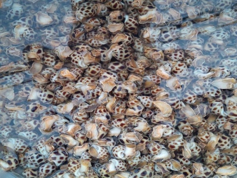 cách trồng cây bắt mồi Chuyên Sâu Từ A-Z Cho Người Mới Bắt Đầu cách trồng cây bắt mồi Chuyên Sâu Từ A-Z Cho Người Mới Bắt Đầu