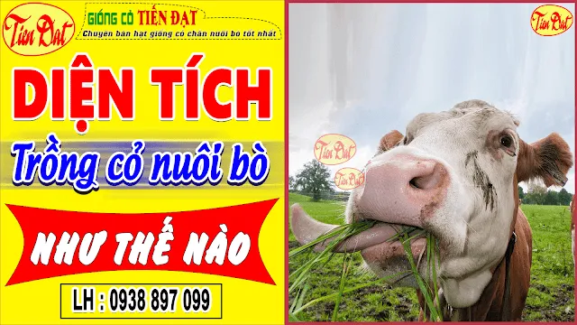 Mô hình tính toán diện tích trồng cỏ cho bò