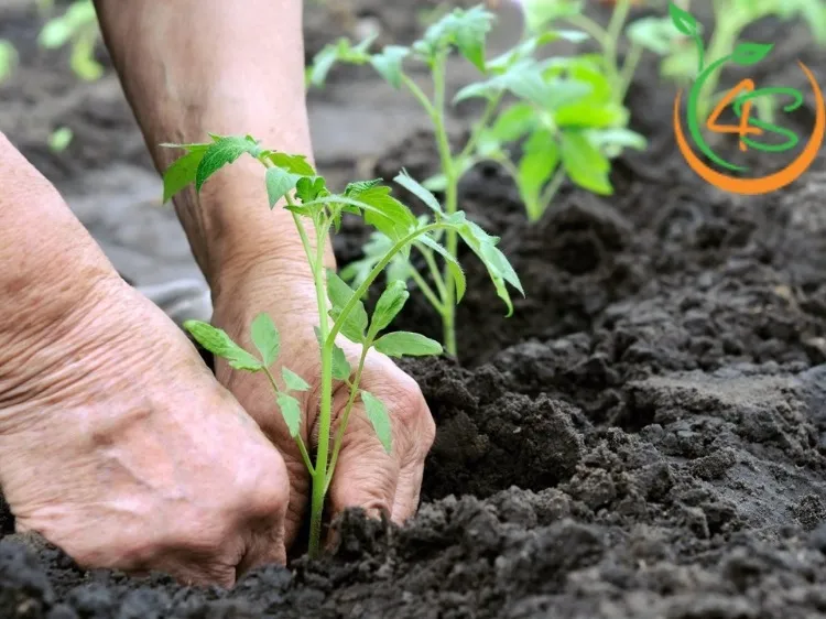 Mật độ cây trồng là số lượng cây được trồng trên một đơn vị diện tích đất nhất định