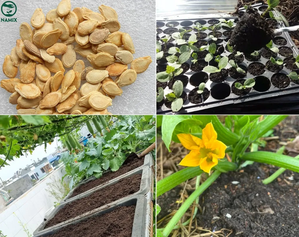 Quy trình ươm hạt bí xanh đúng kỹ thuật