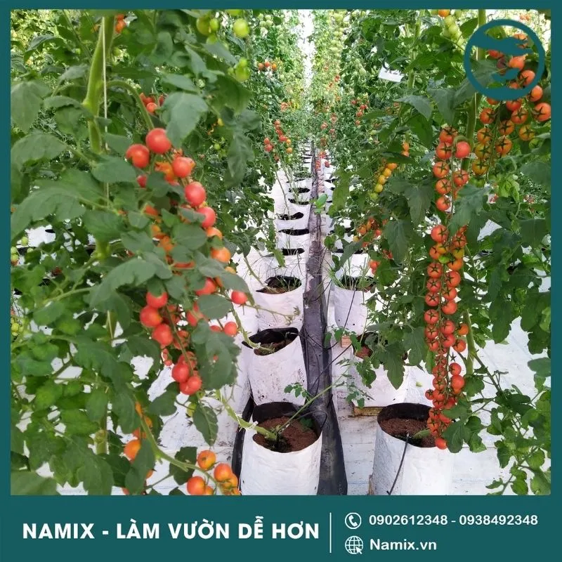 Sơ đồ bố trí hệ thống trồng cà chua bi cherry bán thủy canh