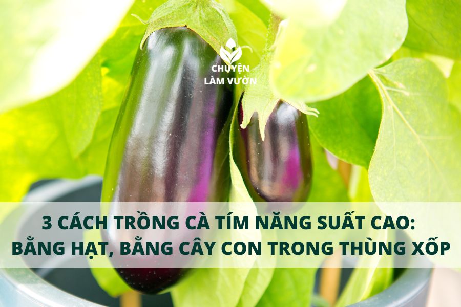 Cách Trồng Rau Mầm Bằng Giấy Ăn: Hướng Dẫn Chi Tiết Từ Chuyên Gia Cách Trồng Rau Mầm Bằng Giấy Ăn: Hướng Dẫn Chi Tiết Từ Chuyên Gia