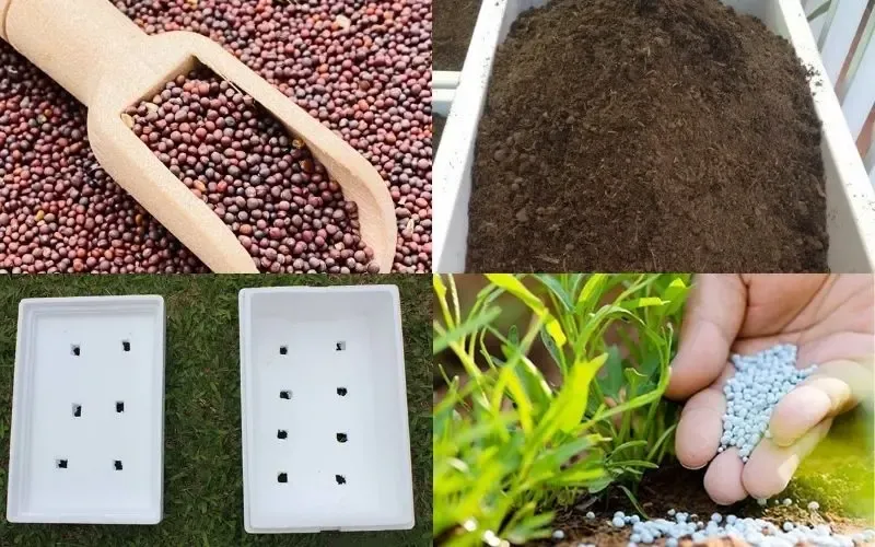 Dụng Cụ Cần Thiết Để Bắt Đầu Cách Trồng Cải Thìa Từ Gốc