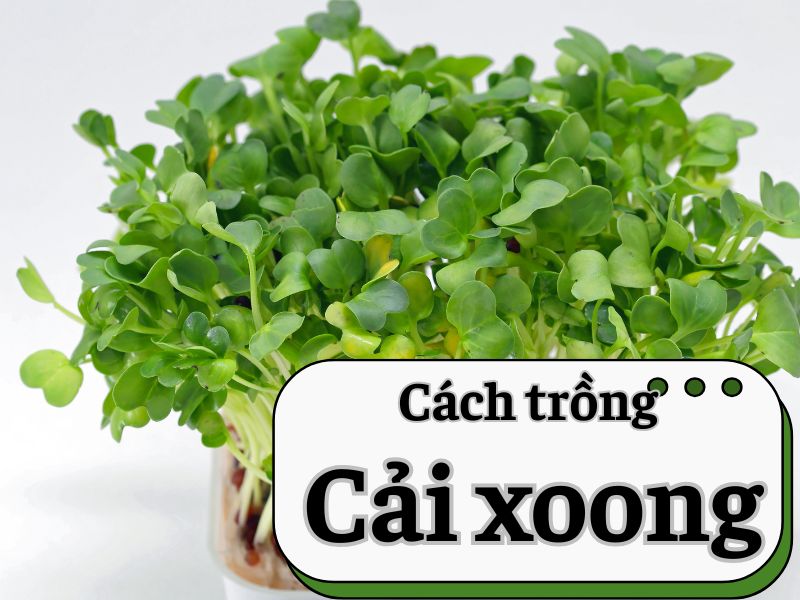 Cách Trồng Cải Xoong Cạn Đạt Năng Suất Cao Không Cần Nước Cách Trồng Cải Xoong Cạn Đạt Năng Suất Cao Không Cần Nước