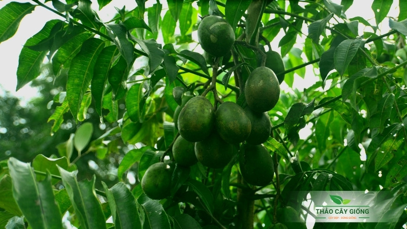 Cách Trồng Nhãn Thái Đạt Năng Suất Cao Cho Người Mới Bắt Đầu Cách Trồng Nhãn Thái Đạt Năng Suất Cao Cho Người Mới Bắt Đầu