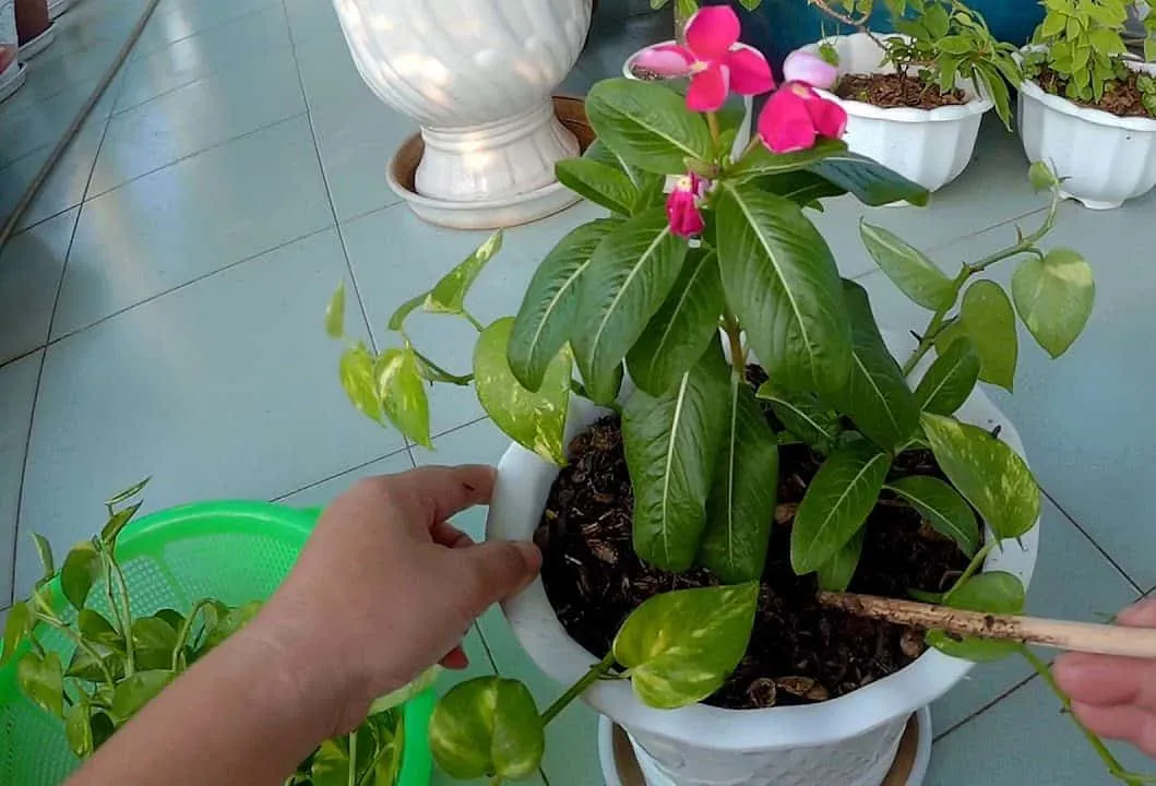 Cành dừa cạn đang được giâm vào giá thể ươm mầm