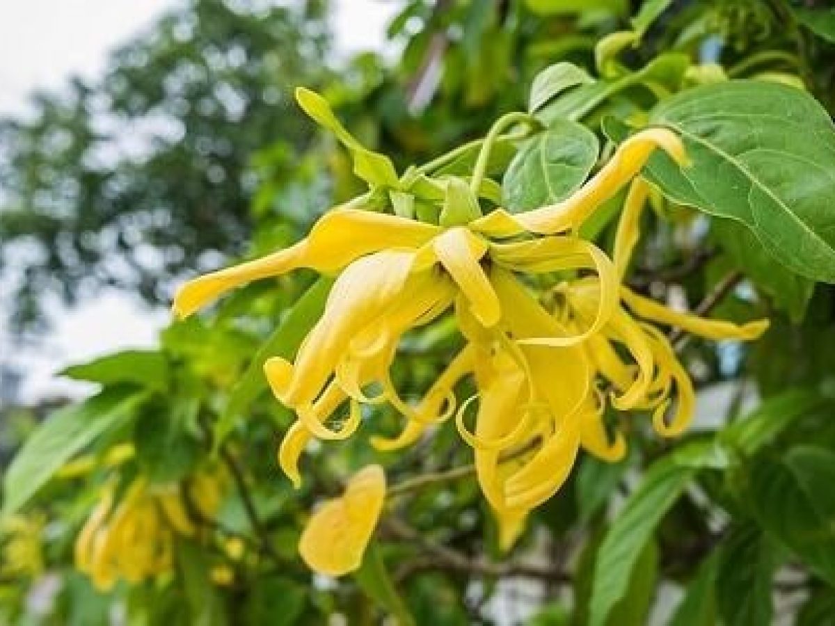 Cách Trồng Hoa Đậu Lupin Thành Công Rực Rỡ Từ A Đến Z