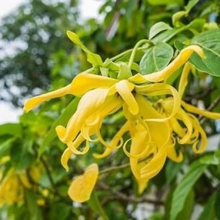 Cách Trồng Hoa Đậu Lupin Thành Công Rực Rỡ Từ A Đến Z Cách Trồng Hoa Đậu Lupin Thành Công Rực Rỡ Từ A Đến Z