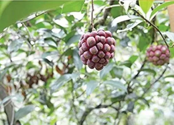 Chuẩn bị đất trồng cây na rừng tơi xốp, thoát nước tốt