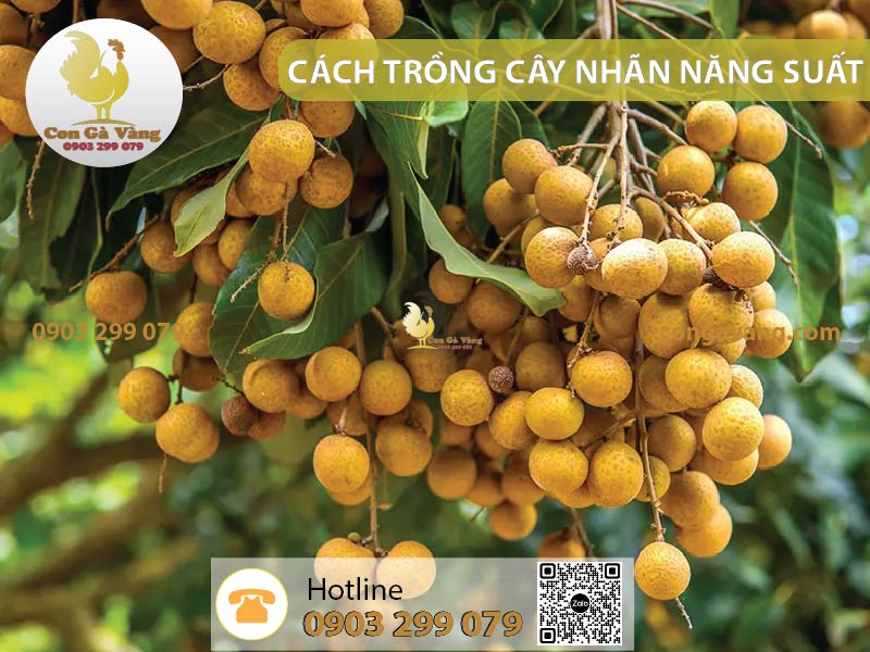 Cách Trồng Nhãn Thái Đạt Năng Suất Cao Cho Người Mới Bắt Đầu Cách Trồng Nhãn Thái Đạt Năng Suất Cao Cho Người Mới Bắt Đầu