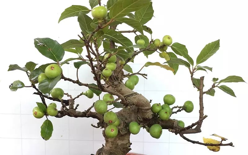 cách trồng đào trong chậu chơi tết: Hướng Dẫn Kỹ Thuật Chi Tiết Từ A Đến Z cách trồng đào trong chậu chơi tết: Hướng Dẫn Kỹ Thuật Chi Tiết Từ A Đến Z