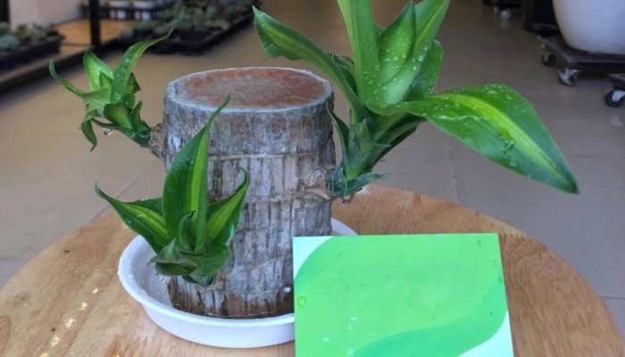 Cách Trồng Và Chăm Sóc Cây Thiết Mộc Lan Chuẩn Kỹ Thuật Nhà Vườn