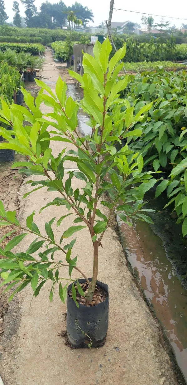 Trồng cây vối bằng cây giống có khả năng sống cao nhất