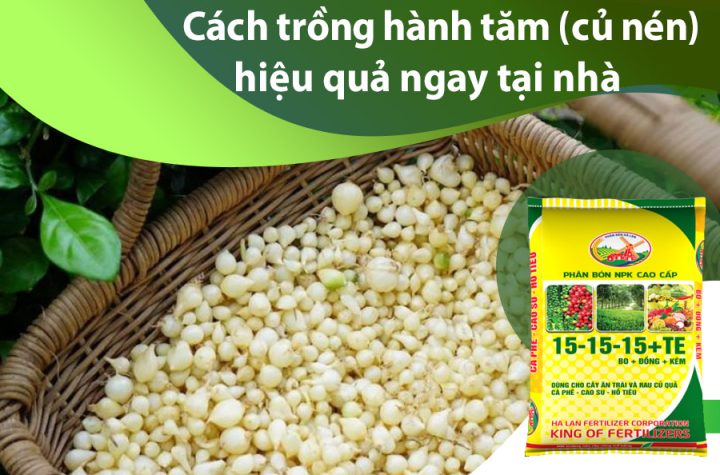 Cách Trồng Dâu Tây Chịu Nhiệt Bằng Hạt Hiệu Quả Từ A Đến Z Cách Trồng Dâu Tây Chịu Nhiệt Bằng Hạt Hiệu Quả Từ A Đến Z