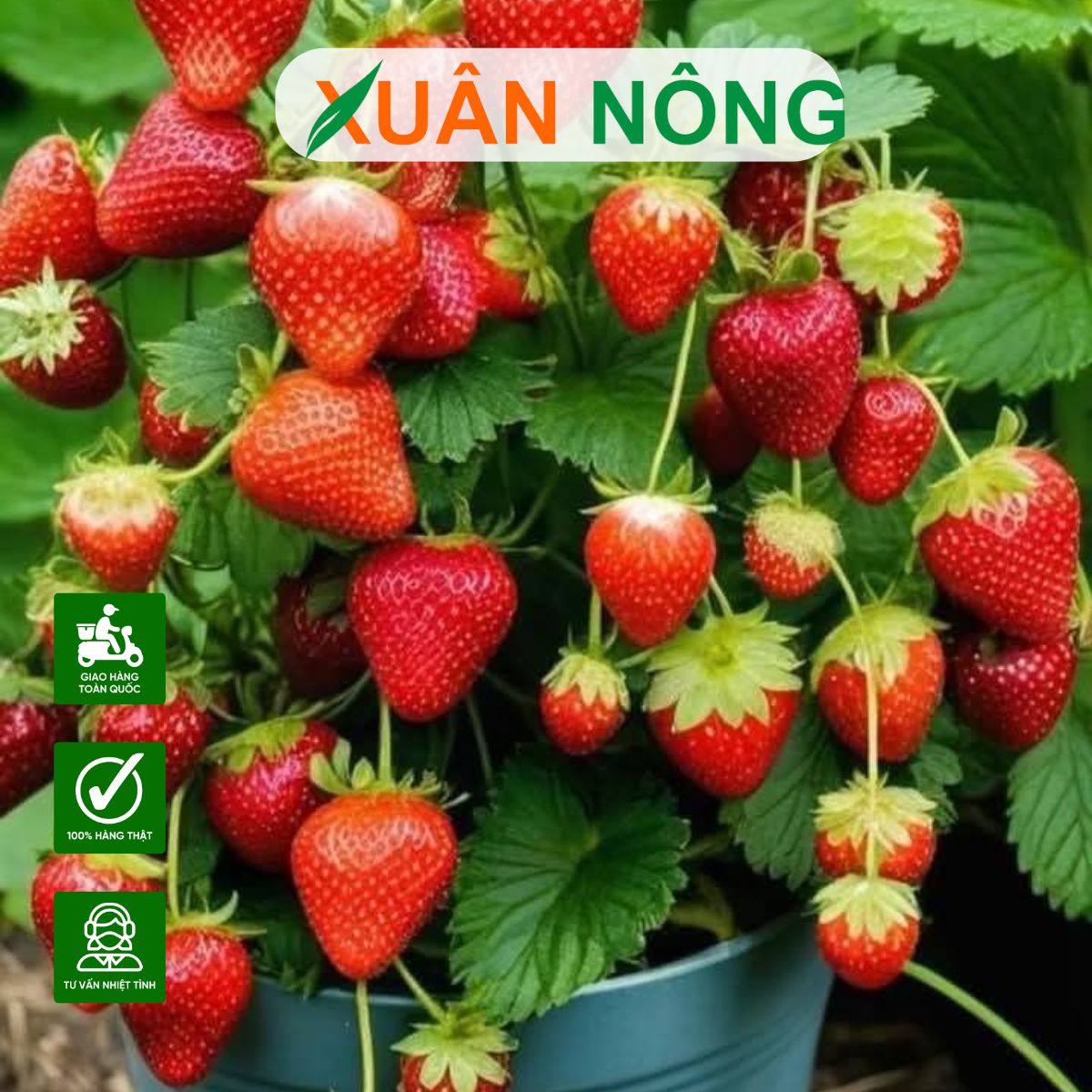 Cách Làm Đất Trồng Dâu Tây Trong Chậu: Công Thức Phối Trộn Toàn Diện