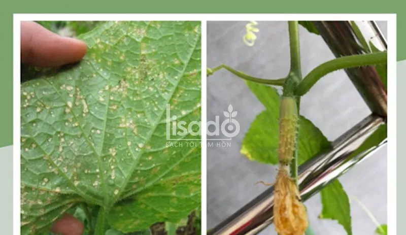 Hình ảnh bệnh đốm lá và thối quả thường gặp khi trồng dưa chuột chùm gai