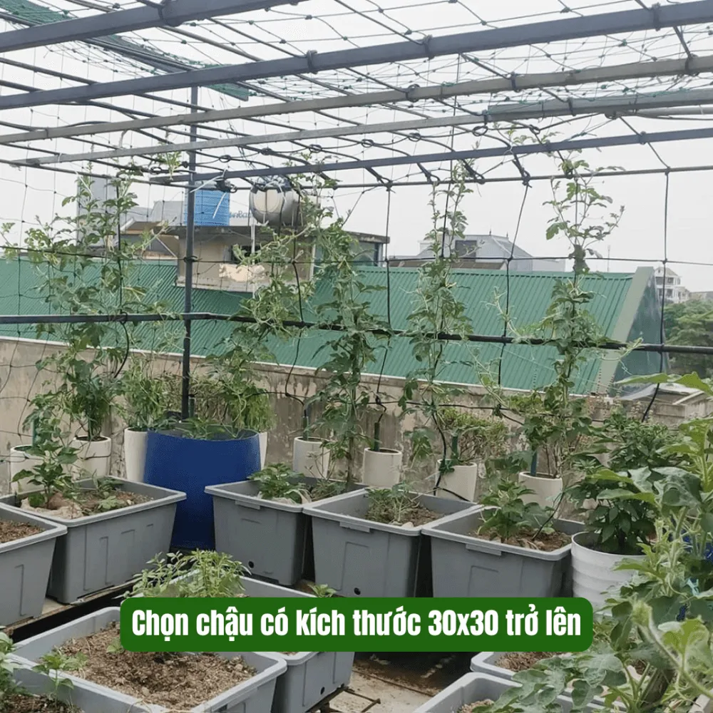 Một chậu dưa hấu baby được trồng trong thùng lớn trên sân thượng, minh họa cho cách trồng dưa trên sân thượng