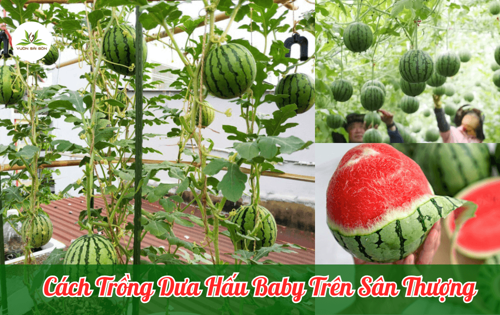 Cách Trồng Dưa Hấu Trên Sân Thượng Từ A Đến Z Cho Năng Suất Cao Cách Trồng Dưa Hấu Trên Sân Thượng Từ A Đến Z Cho Năng Suất Cao