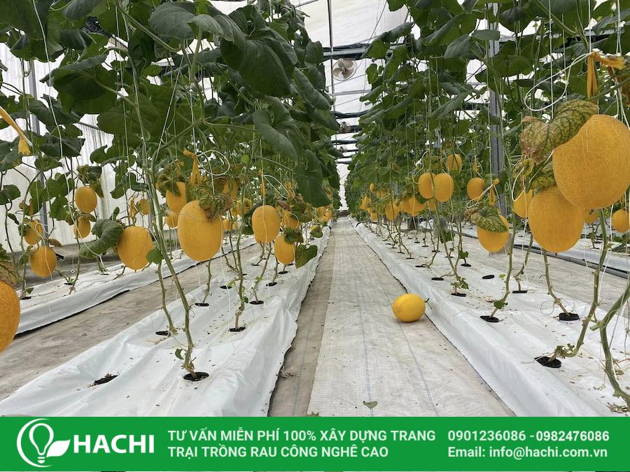 Cách Trồng Dưa Lưới Thủy Canh: Kỹ Thuật Chuyên Sâu Đạt Năng Suất Vàng Cách Trồng Dưa Lưới Thủy Canh: Kỹ Thuật Chuyên Sâu Đạt Năng Suất Vàng