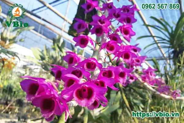 Ghép lan trầm tím vào giá thể theo kỹ thuật mới