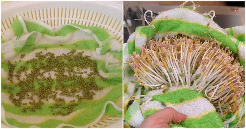 Cách trồng giá đỗ tại nhà bằng rổ nhựa vô cùng đơn giản