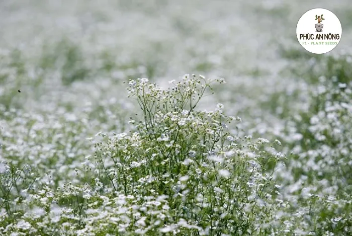 Hoa baby có vẻ ngoài nhỏ nhắn và tinh tế đặc trưng, là lựa chọn tuyệt vời để trồng tại nhà
