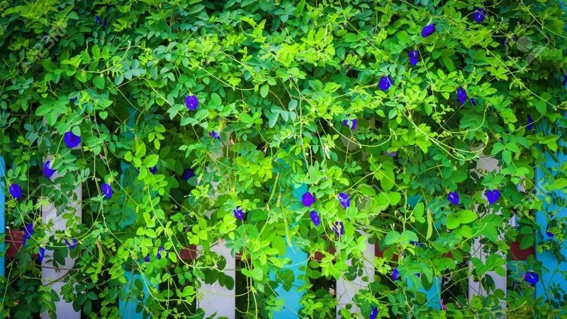 Khung cảnh hoa đậu biếc nở rộ, sẵn sàng để thu hoạch