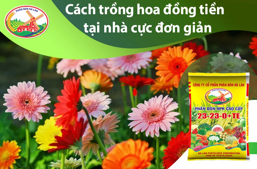 Vẻ đẹp rực rỡ của hoa Đồng Tiền khi áp dụng đúng cách trồng hoa đồng tiền tại nhà