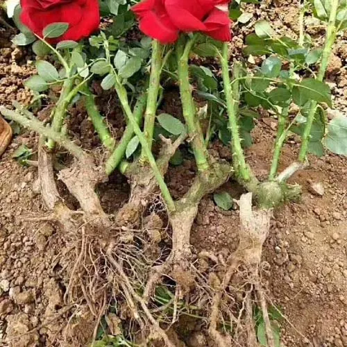 Cách trồng hoa hồng rễ trần và chăm sóc để cây phát triển tốt