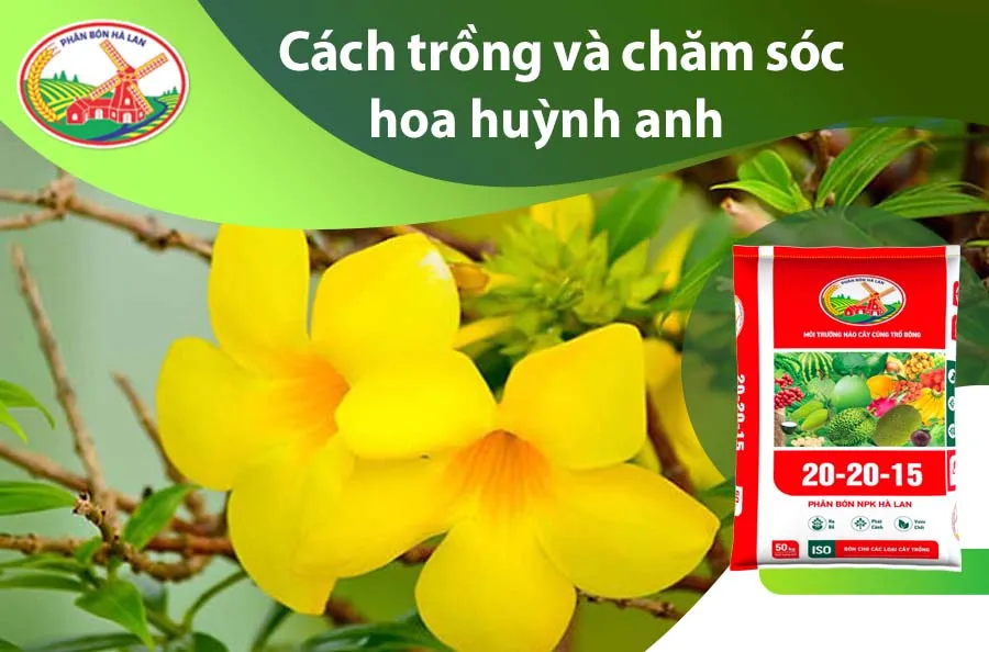 Hoa huỳnh anh rực rỡ dưới ánh nắng là biểu tượng của sức sống và tình yêu mãnh liệt