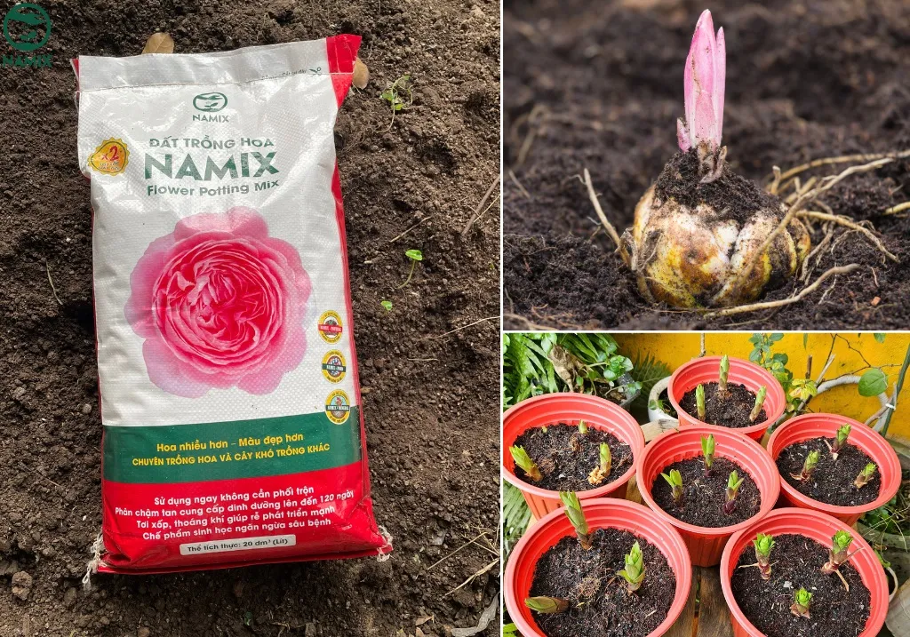 Cách Trồng Hoa Ly Nở Đúng Tết: Hướng Dẫn Chi Tiết Từ Chuyên Gia Cách Trồng Hoa Ly Nở Đúng Tết: Hướng Dẫn Chi Tiết Từ Chuyên Gia