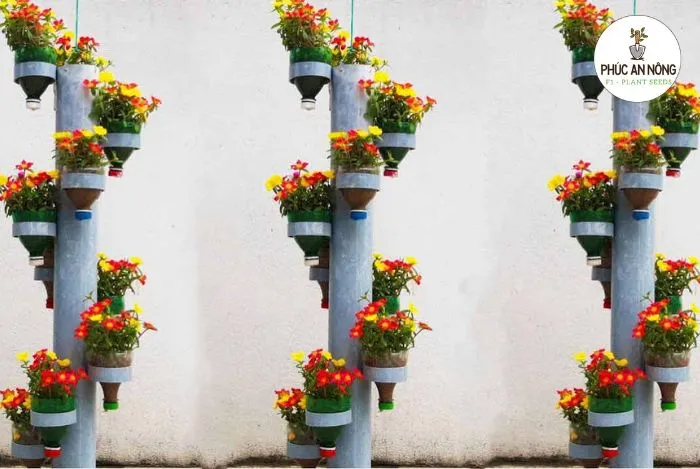 Đặc điểm hoa mười giờ và cách trồng hoa mười giờ trong chai nhựa