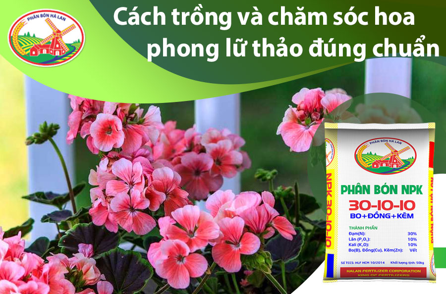 Cách Trồng Hoa Mào Gà Chơi Tết: Hướng Dẫn Chi Tiết Từ Vũ Garden