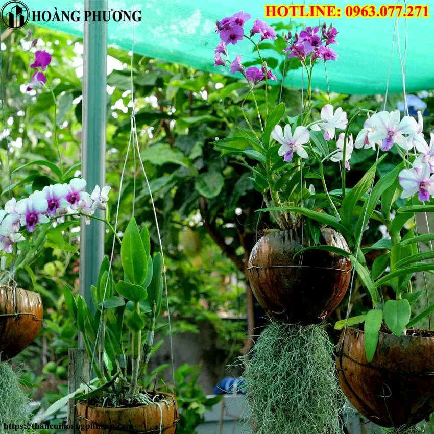 Giá thể hoàn hảo cho rễ lan: Cách trồng lan bằng than củi và xơ dừa